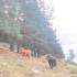 GastroRuta - Loma de Enmedio alrededor del Pico de Bañaderos; el bosque sierra madrid fotos de ermit